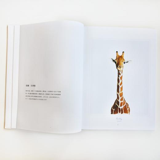 (仓发) （秋千童书）我的动物萌友/现代出版社/兰德尔·福特/9787514388589 商品图3