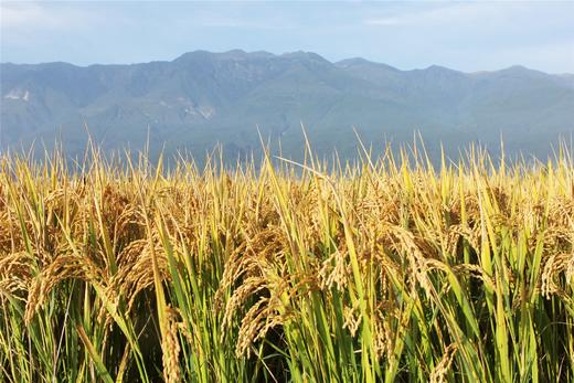 2025年新米新鲜上市||良田吉食有机方式种植象牙米 5KG 商品图1