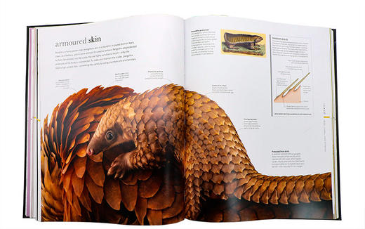 动物科学 英文原版 The Science of Animals 探索动物王国多样性 DK百科全书 艺术动物绘画 摄影解剖揭示神秘动物学 英文版 商品图1