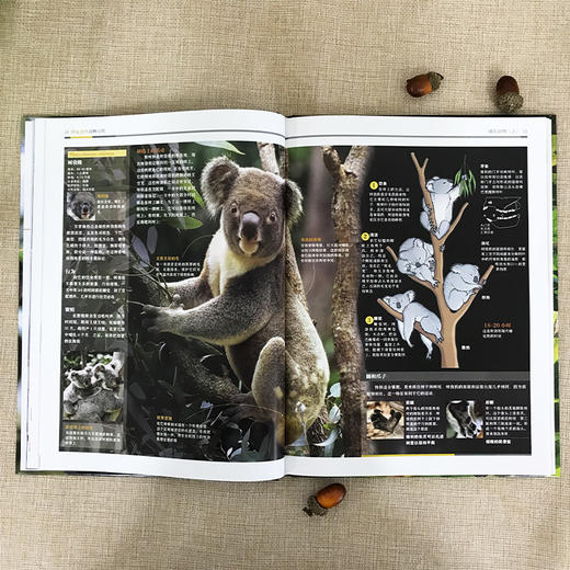 (仓发) 国家地理动物百科2.0版：哺乳动物（上）/山西人民出版社/西班牙Sol90/9787203107323 商品图4