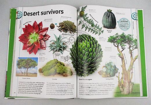 树 树叶 种子百科 英文原版 Trees Leaves Flowers Seeds DK 植物王国的视觉百科全书 英文版进口原版英语书籍 商品图1