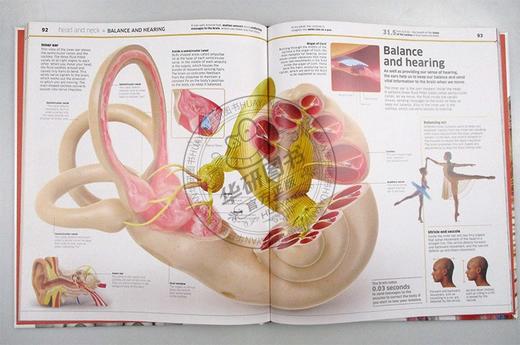 DK人体知识百科全书 医学绘画 英文原版 Knowledge Encyclopedia Human Body 人体指南 英文版原版书籍 进口英语书 商品图1