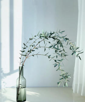 尤加利叶-尖叶  扎