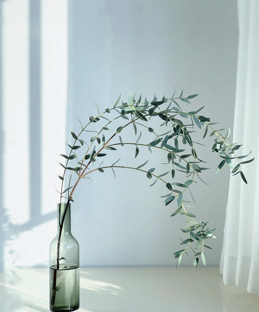 尤加利叶-尖叶  扎 商品图0