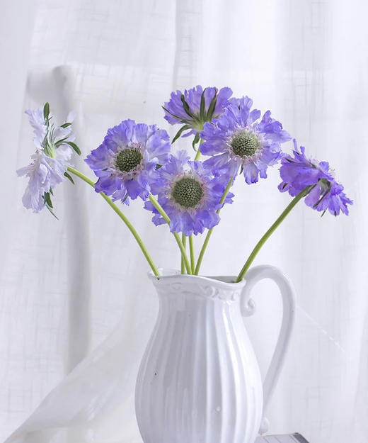 【不能实现的爱情】蓝盆花  多色可选  若干枝/扎 商品图1