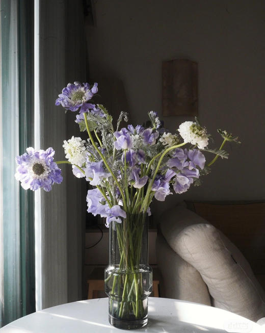 【不能实现的爱情】蓝盆花  多色可选  若干枝/扎 商品图4