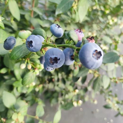 云南高山花香树上熟蓝莓  125g/盒  （酸甜可口） 商品图8