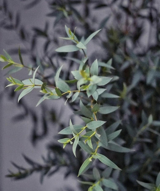 尤加利叶尖叶扎