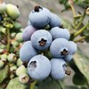 云南高山花香树上熟蓝莓  125g/盒  （酸甜可口） 商品缩略图9