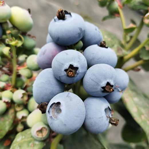 云南高山花香树上熟蓝莓  125g/盒  （酸甜可口） 商品图9