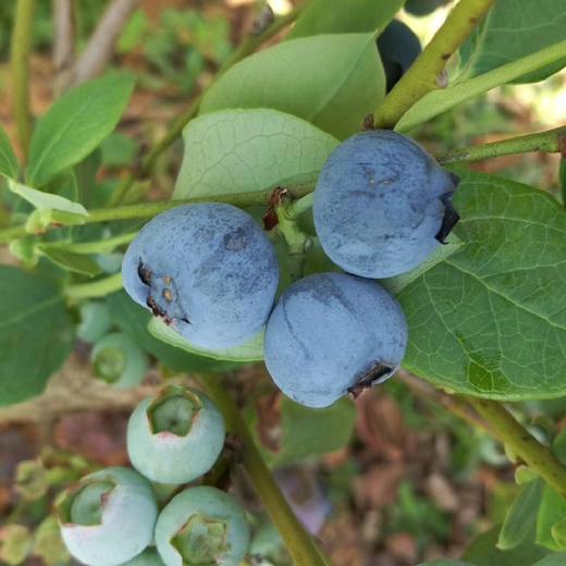 云南高山花香树上熟蓝莓  125g/盒  （酸甜可口） 商品图10