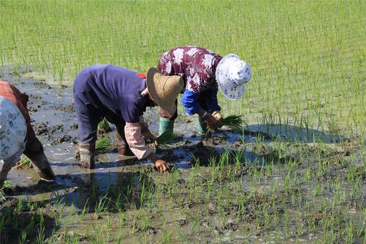 2025年新米新鲜上市||良田吉食有机方式种植象牙米 5KG 商品图7