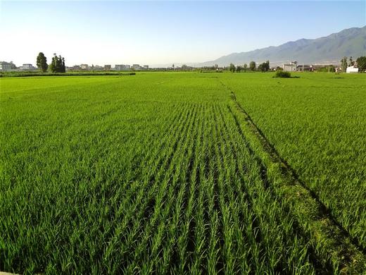 2025年新米新鲜上市||良田吉食有机方式种植象牙米 5KG 商品图5