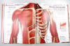 DK人体知识百科全书 医学绘画 英文原版 Knowledge Encyclopedia Human Body 人体指南 英文版原版书籍 进口英语书 商品缩略图2