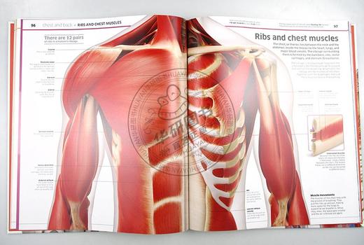 DK人体知识百科全书 医学绘画 英文原版 Knowledge Encyclopedia Human Body 人体指南 英文版原版书籍 进口英语书 商品图2