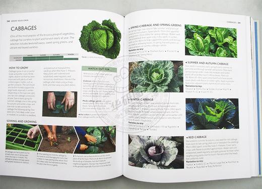 RHS完整园丁手册 英文原版 RHS Complete Gardener's Manual 精装 生活百科 如何种植你的花园 英文版 进口英语书籍 商品图2