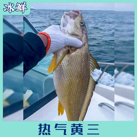 海钓正宗黄三