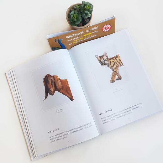 (仓发) （秋千童书）我的动物萌友/现代出版社/兰德尔·福特/9787514388589 商品图5