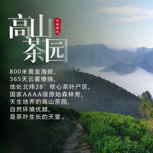 新茶大道至简 • 老树绿茶125克（50包*2.5克） 商品图1