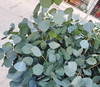 尤加利叶-圆叶/苹果叶  扎 商品缩略图2