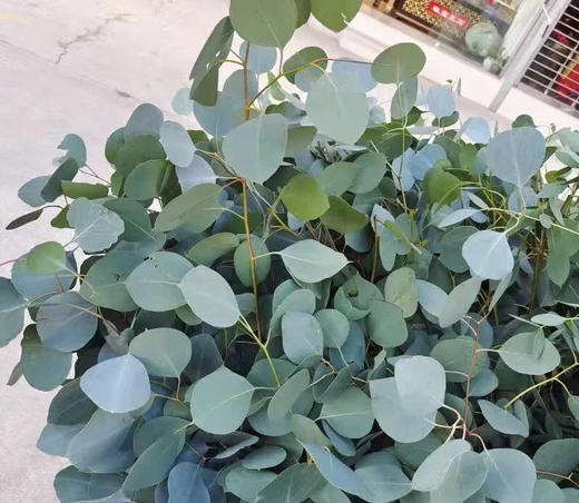 尤加利叶-圆叶/苹果叶  扎 商品图2