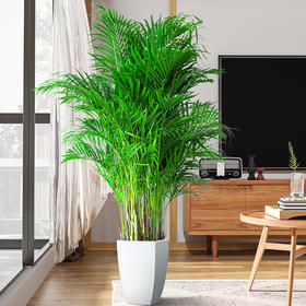 绿植推荐|散尾葵的装饰效果太赞啦！