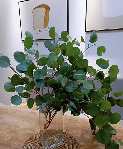 尤加利叶-圆叶/苹果叶  扎 商品图0