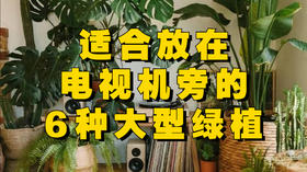 盘点电视机柜旁最适合摆的6种高级绿植