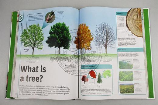 树 树叶 种子百科 英文原版 Trees Leaves Flowers Seeds DK 植物王国的视觉百科全书 英文版进口原版英语书籍 商品图2