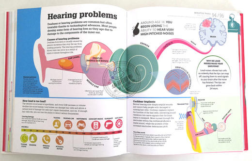 DK人体百科全书 英文原版 How the Body Works 人体是如何运作的 英文版 视觉图解科普书籍 精装进口原版英语书 商品图3