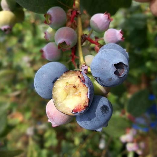 云南高山花香树上熟蓝莓  125g/盒  （酸甜可口） 商品图5