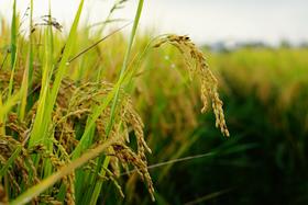 2025年新米新鲜上市||良田吉食有机方式种植象牙米 5KG