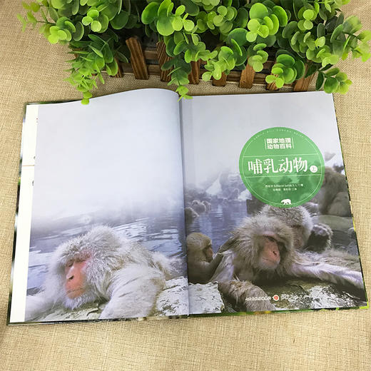 (仓发) 国家地理动物百科2.0版：哺乳动物（上）/山西人民出版社/西班牙Sol90/9787203107323 商品图2