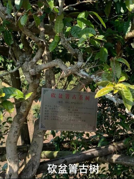 2006年砍盆箐老生茶 商品图4