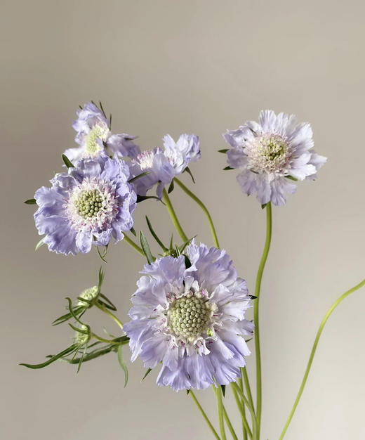 【不能实现的爱情】蓝盆花  多色可选  若干枝/扎 商品图2