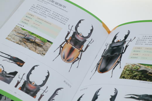 兜锹花臂——世界200种观赏甲虫 商品图4