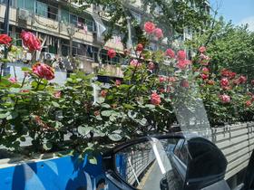 #杭州#开得真好啊