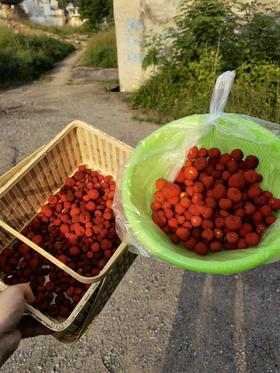 #杭州#摘覆盆子啦