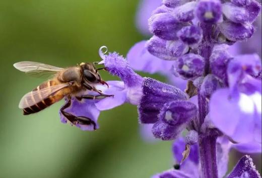 【5月14日儿童主题营】探“蜜”城市养蜂人，零距离观察蜜蜂，开启认知之旅 商品图2