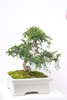 老桩抱石榆树盆景（需提前预定） 商品缩略图0