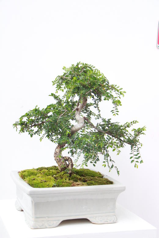 老桩抱石榆树盆景（需提前预定） 商品图0