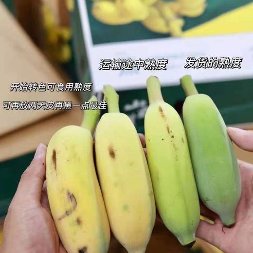 五指山野生芭蕉4.5斤 商品图1