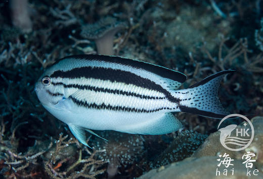 拉马克燕尾仙 商品图5