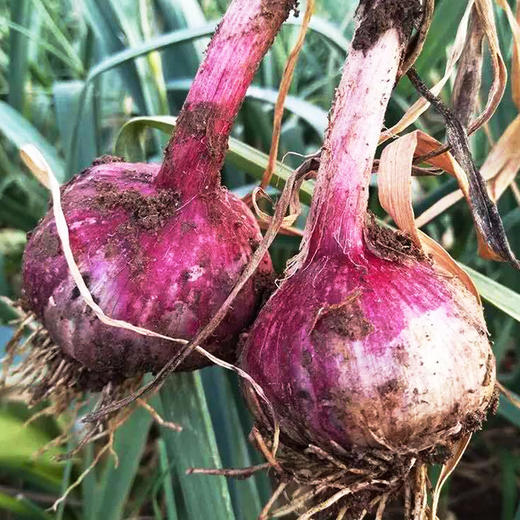 云南百岁村紫皮独头蒜5斤 商品图1