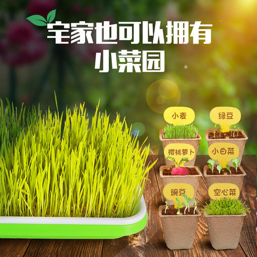 【植物养殖】娃娃博士科学种植实验室 满足孩子热爱植物的好奇心 商品图2