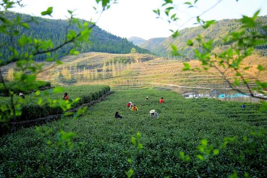 逸品诚者郧红红茶100g条装（5g*20袋）  商品图2