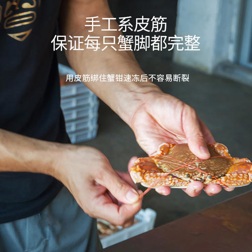港岛姑娘 当天海捕新鲜大扁蟹海蟹肉蟹肉质饱满鲜嫩分量足400克/盒 3只活冻 商品图2