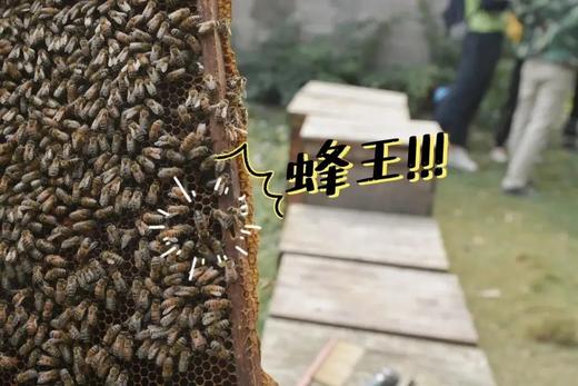 【5月14日儿童主题营】探“蜜”城市养蜂人，零距离观察蜜蜂，开启认知之旅 商品图3