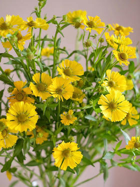 配花 | 油画小菊