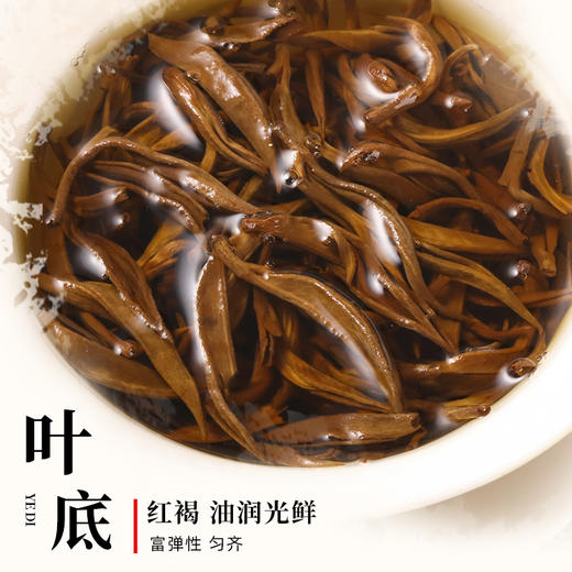 红茶 凤宁号 2024年 蜜香金芽 250g/罐 商品图5